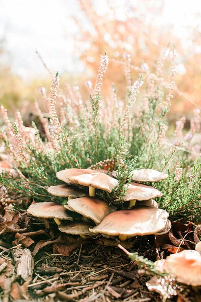 Pilze von Djuli Bravenboer