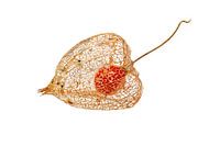 Physalis frucht