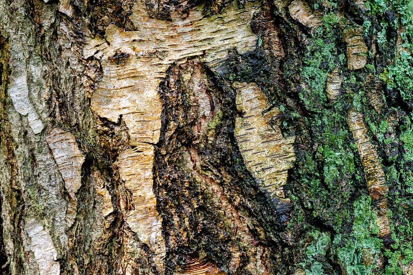 Bark #8 by Don Fonzarelli