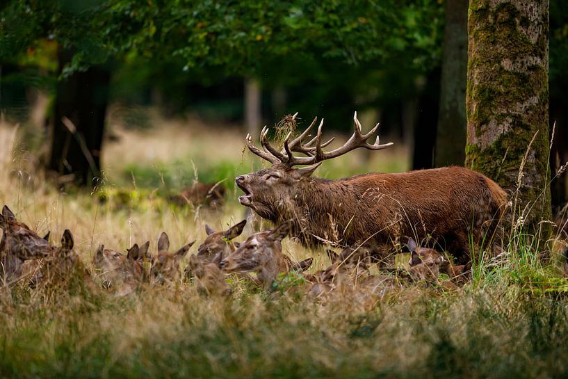 cerf en rut par Roland Brack