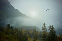 Un aigle vole au-dessus de la forêt brumeuse