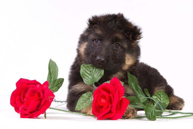 Duitse herder pup met rode rozen von Dagmar Hijmans