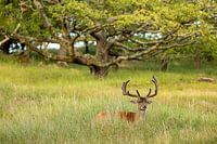 Fallow deer in the grass