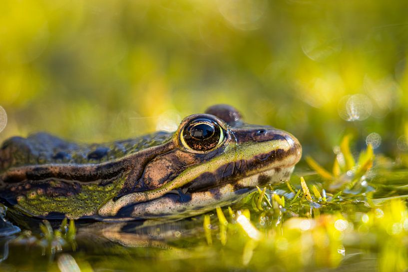 Frosch von Leo Kramp Fotografie
