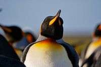 Koningspinguin op volunteerpoint