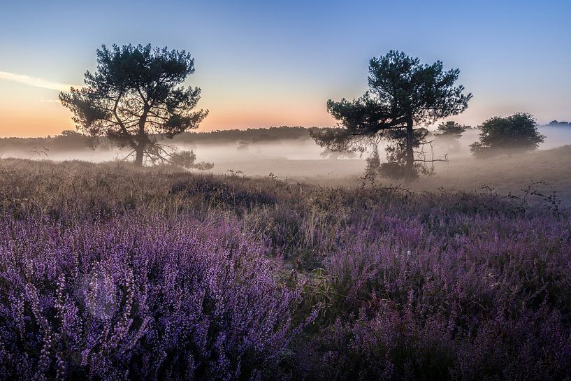 Lever de soleil avec brume et bruyère dans les Maasduinen par Silvia Thiel