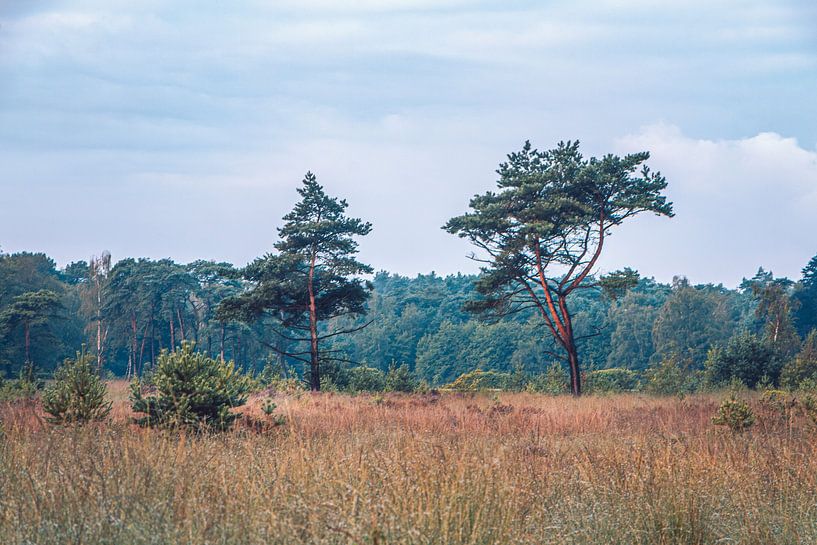 2 pins volants à la lisière de la forêt | Kalmthoutse Heide par Daan Duvillier | Dsquared Photography