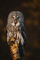 Lapland owl