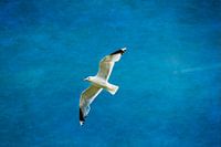 A lone seagull soars high in the air.