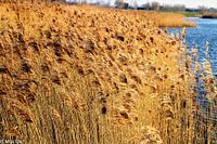 Goldenes Hafenviertel