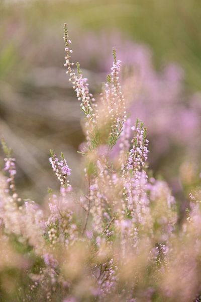 Flowering purple heather flowers on the veluwe. by Karijn | Fine art Natuur en Reis Fotografie