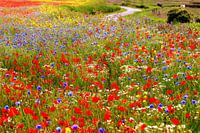 Blumenmeer in der Zeeland Landschaft