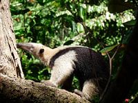 Fourmiliers au Costa Rica, Parc National Corcovado