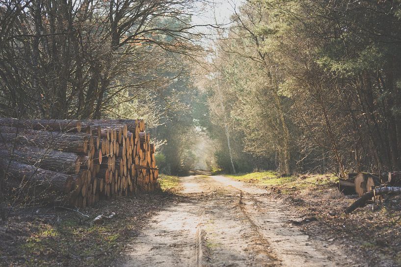 Wood cut by Perry Wiertz