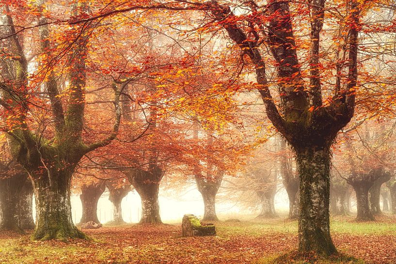 L'orange réel par Lars van de Goor