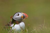 Puffin (Lunga)