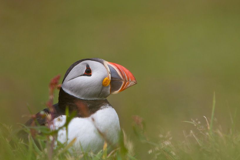 Papageientaucher (Lunga) von Marcel Antons