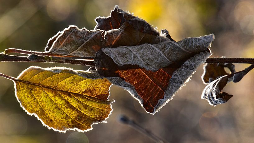 Autumn leaves with a freezing edge by Monique Verlouw