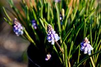 Druifhyacint / Muscari planten
