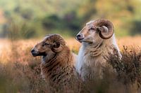 Drentse Heidschnucken auf dem Hondsrug