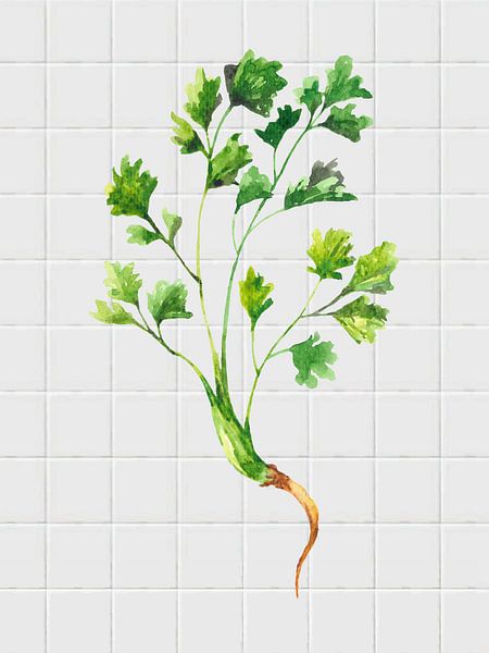 Küchenkräuter von Elles