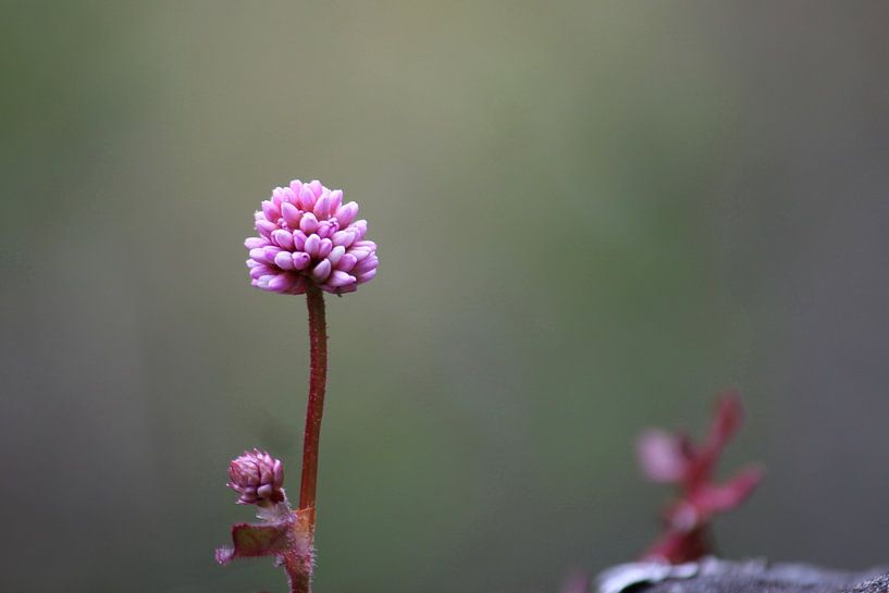 Pink flower. by Ingrid Meuleman