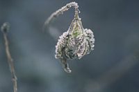 Frozen plant in the forest