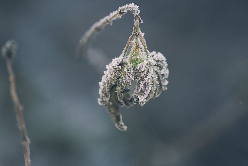 Gefrorene Pflanze im Wald von Kristof Leffelaer