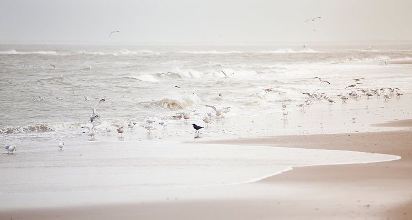 Vogels op zee by Shoots by Laura