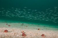 Lançons &amp ; bernard-l'hermite