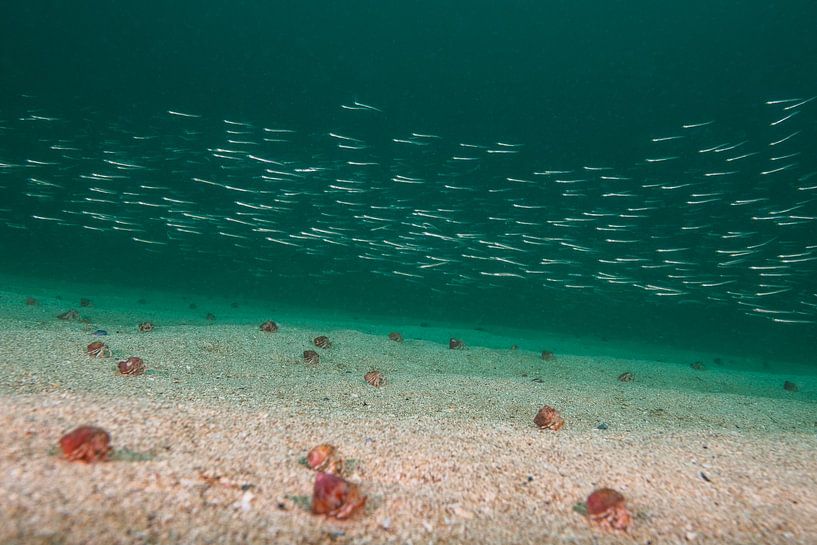 Sandaale &amp; Einsiedlerkrebse von Joost van Uffelen