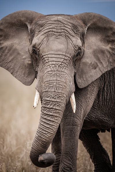 Elefant von Design Wall Arts