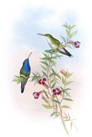 Blau-kehliger Sapphira, John Gould