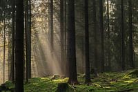 Heideweg, Saxon Switzerland - Sunbeams in coniferous forest