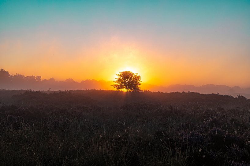 Die Drentse Heide bei Sonnenaufgang von Gert Hilbink