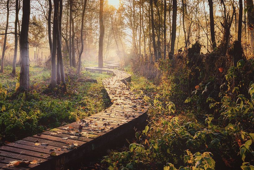 Chemin mystérieux par Wim van D