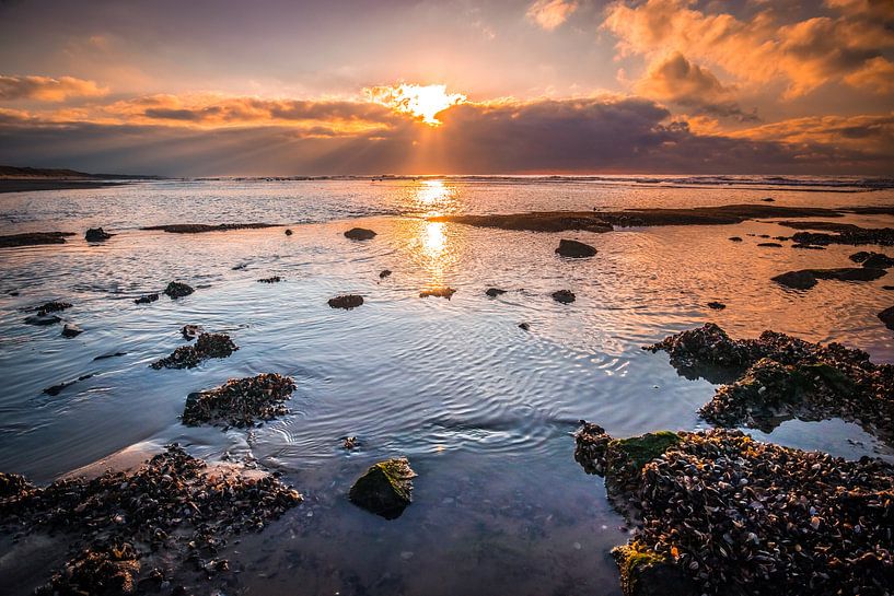 Muscheln als Koralle von peterheinspictures