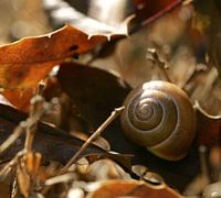 Snail shell in autumn leaves