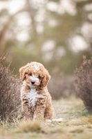 Labradoodle Welpe