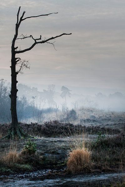 Desolaat van peter reinders