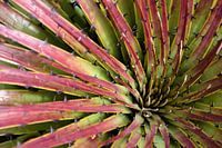 Ecuadorian bromeliad
