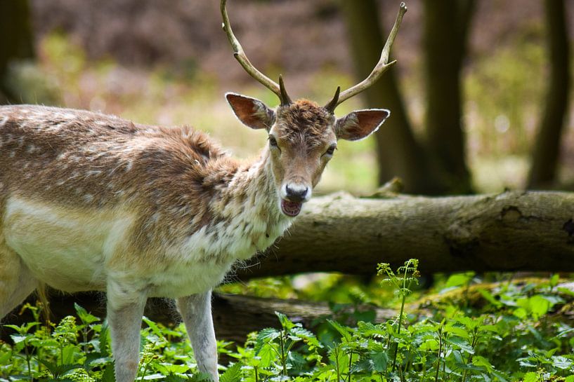 A wild Bambi von Yarik Flik
