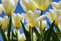 Des tulipes blanches, un ciel bleu.