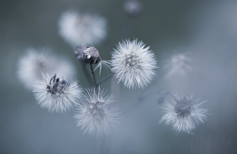 St. Jakobs-Pflanzenflaum von KB Design & Photography (Karen Brouwer)