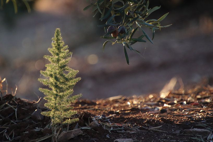 Der Beginn von Weihnachten? von Jan Katuin