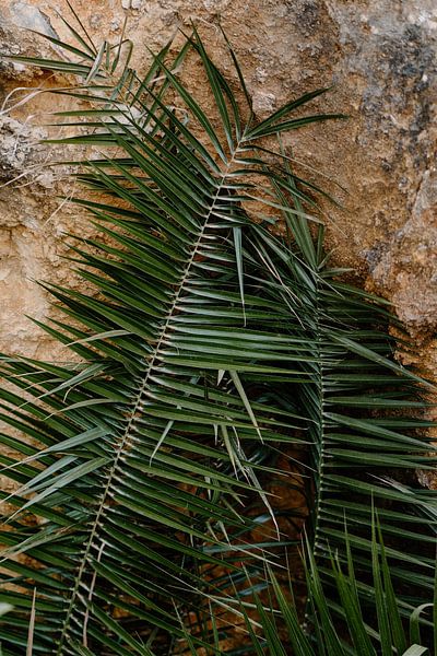 Palmen entlang der Steilküste an der Algarve von Renate Smit Photography