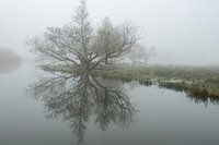 Nebel im Brabanter Biesbosch