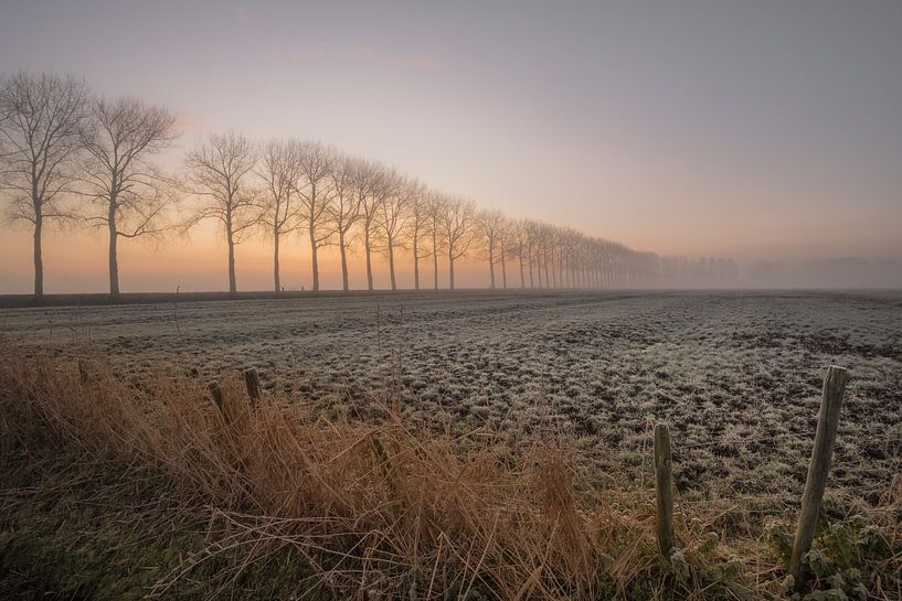 Une rangée d'arbres par Moetwil en van Dijk - Fotografie