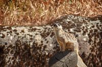 Suricate à l'affût