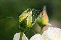 rose bud with dew drops